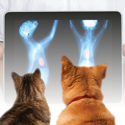 480x480-Veterinary-ICON