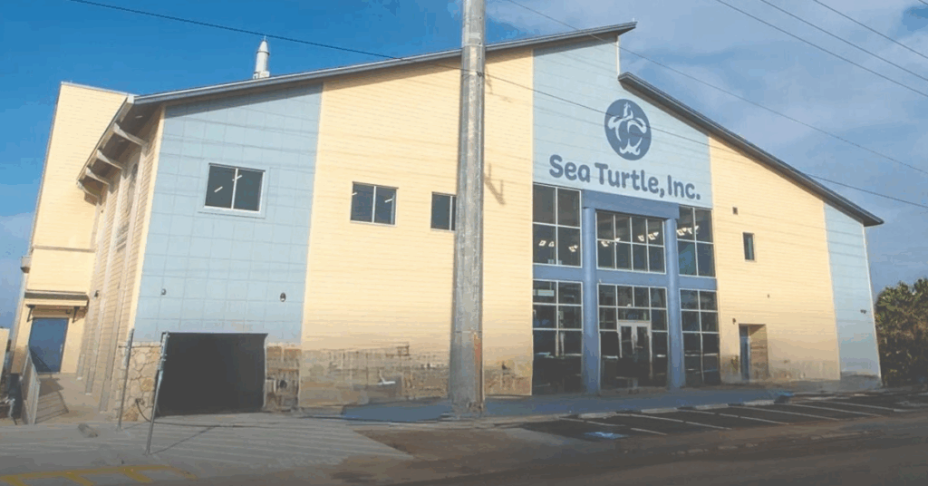 Sea Turtle Inc Hospital